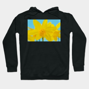 Narcissus  &#39;Puppet&#39;  Daffodil  Division 5  Triandrus Hoodie